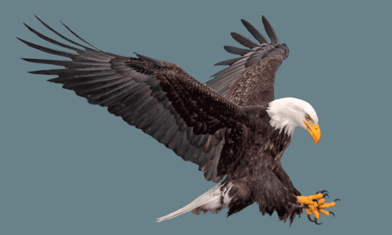 Eagle swoops down to nab chunk of BARDA-backed Enalare Therapeutics