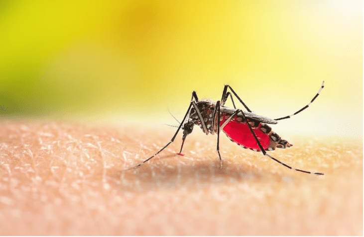 Zika antibody prevents infection and suppresses the virus