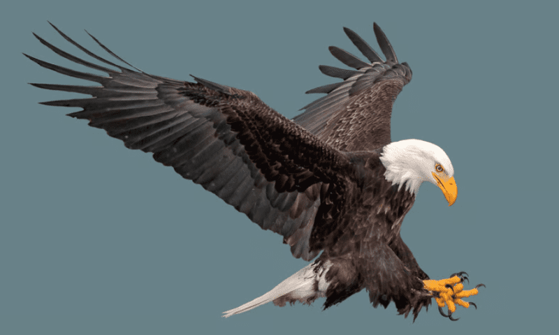 The eagles have landed: GSK halts successful UTI trials early, preps FDA submission