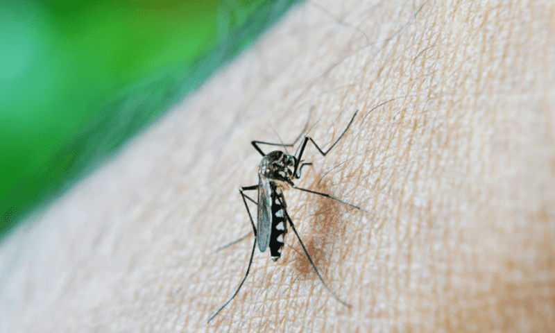 mRNA vaccines take the sting out of malaria infection—and transmission