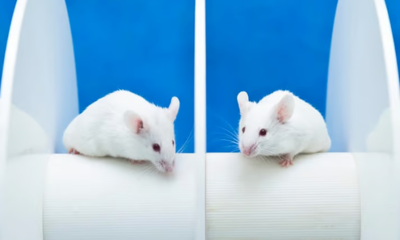 Female mouse behavior more stable than males’ despite hormone fluxes, challenging prevailing dogma in neuroscience research