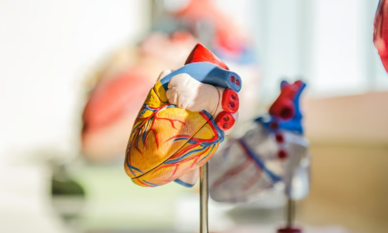 BioVentrix lassos $48.5M to take its ventricle-reshaping heart failure implants to the FDA