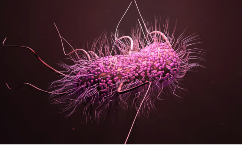 Small biotech turns CRISPR against bacteria, reducing E. coli in small early study