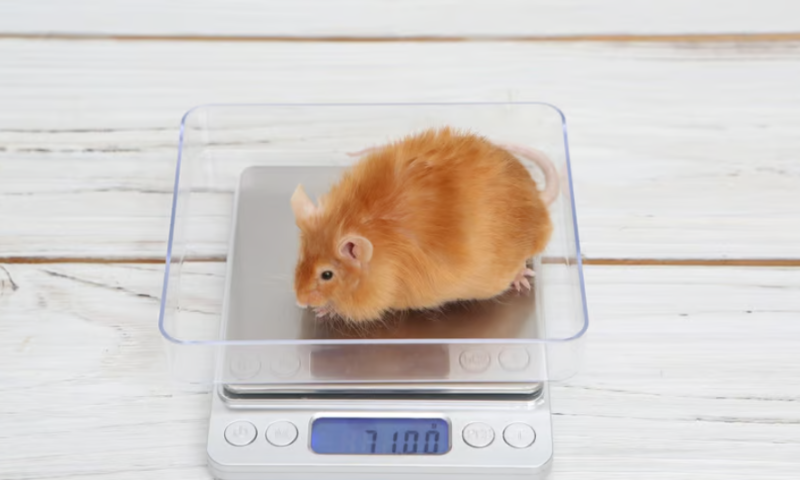 Protein revs up metabolism to help mice lose weight while keeping muscle intact
