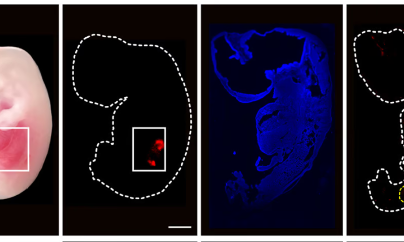 Part-human, part-pig kidneys grown in pig embryos for the first time