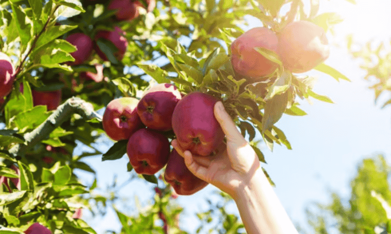 Insulet celebrates Apple season with FDA clearance for Omnipod 5 iPhone app