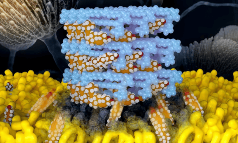 Potent new drug has all the power of nature’s strongest antibiotic, without the toxicity