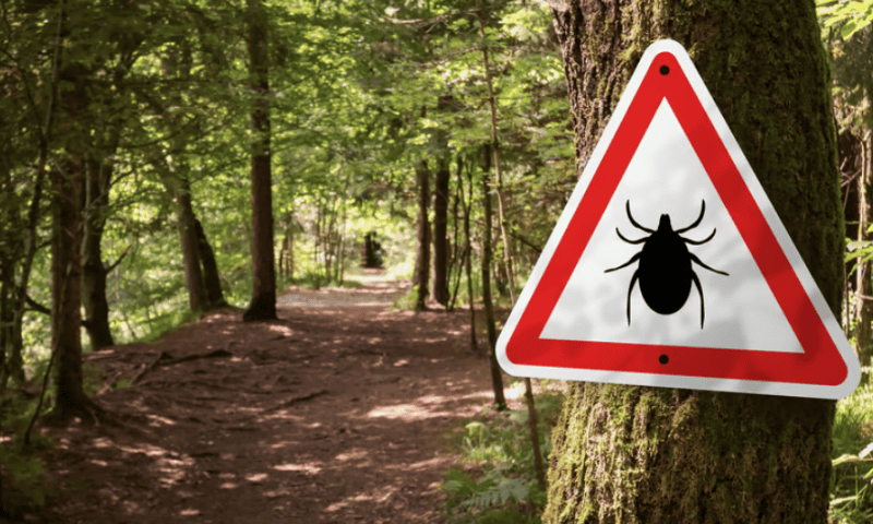 Pfizer, Valneva overcome CRO issues to finish phase 3 recruitment for Lyme disease vaccine