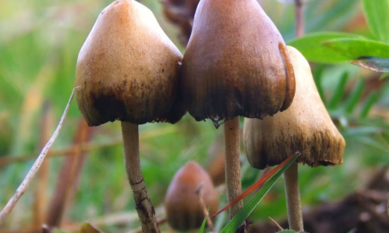 Compass shows safety in first psilocybin trial for PTSD, but efficacy data still to come