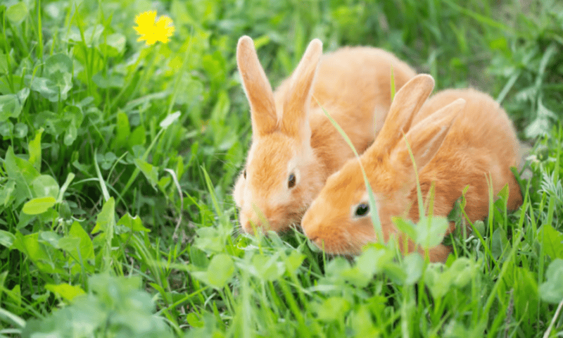 Neumora’s schizophrenia drug faces FDA hold over convulsions in rabbits