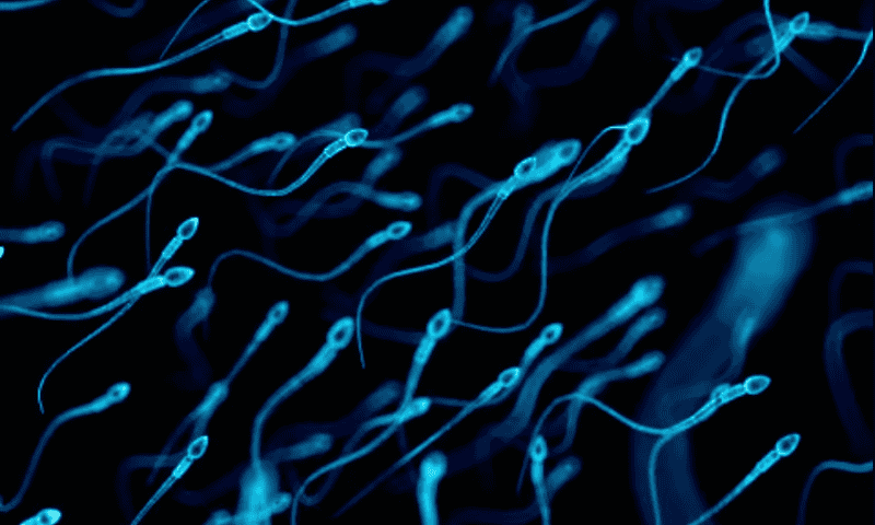 Novel drug for male contraception shows early signs of efficacy in Promega-sponsored study in mice