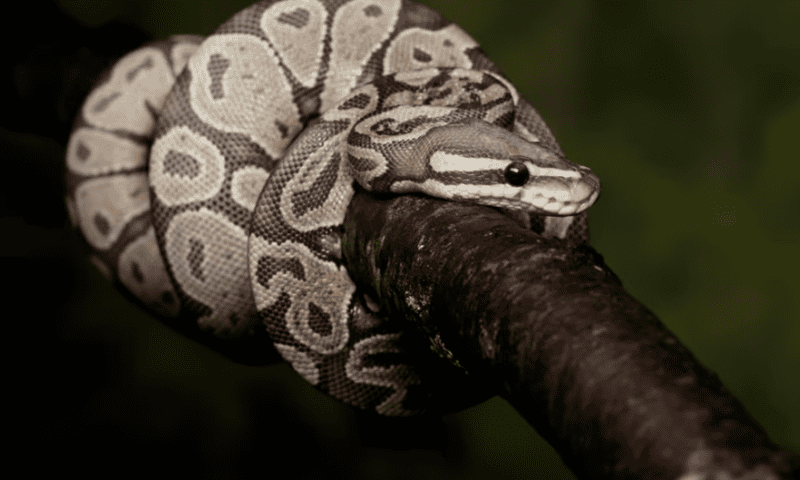 Understanding how pythons swallow massive meals may help develop new human heart medicines