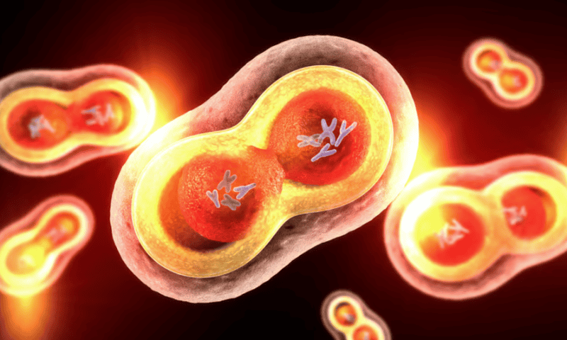 In 2 papers, researchers piece together how micronuclei in cancer cells collapse and contribute to disease progression