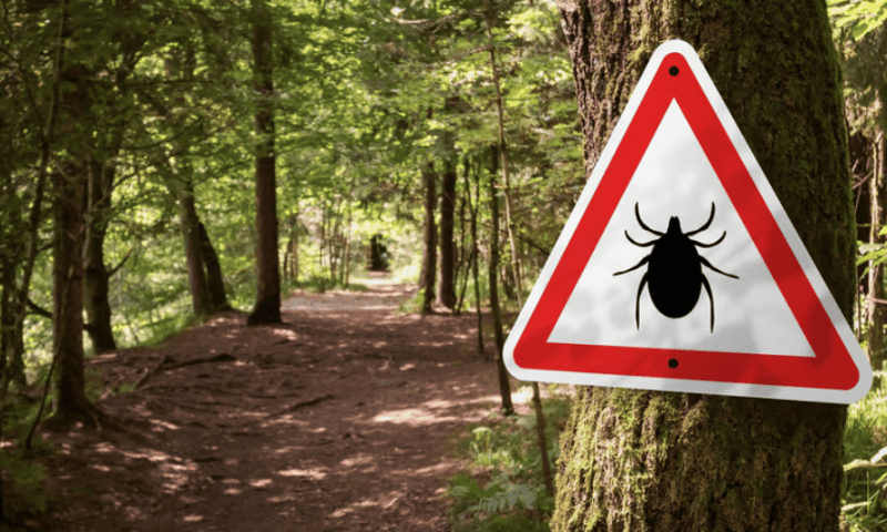 Pfizer, Valneva unveil phase 2 proof that Lyme disease shot is still effective for 2nd booster