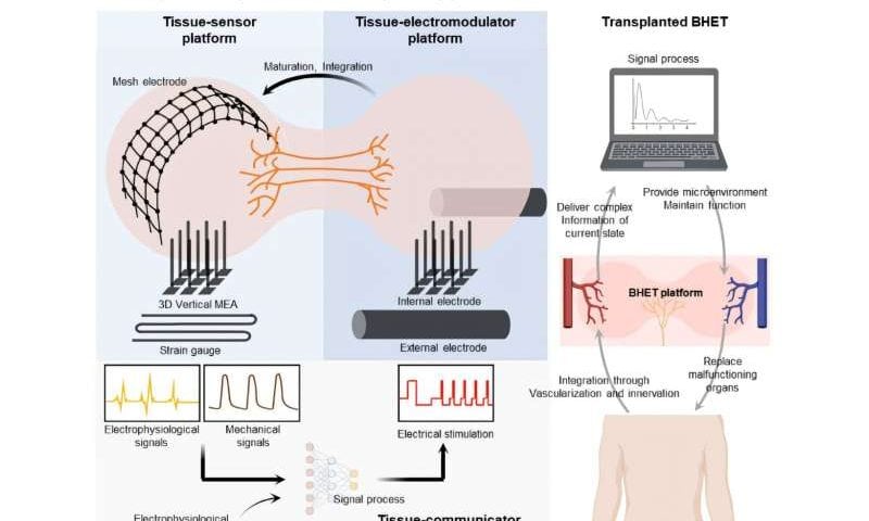 From passive to intelligent: Bioengineered organs meet electronics