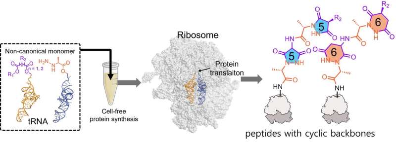 First-ever ribosomal synthesis of cyclic peptides opens new avenues for next-generation drug design