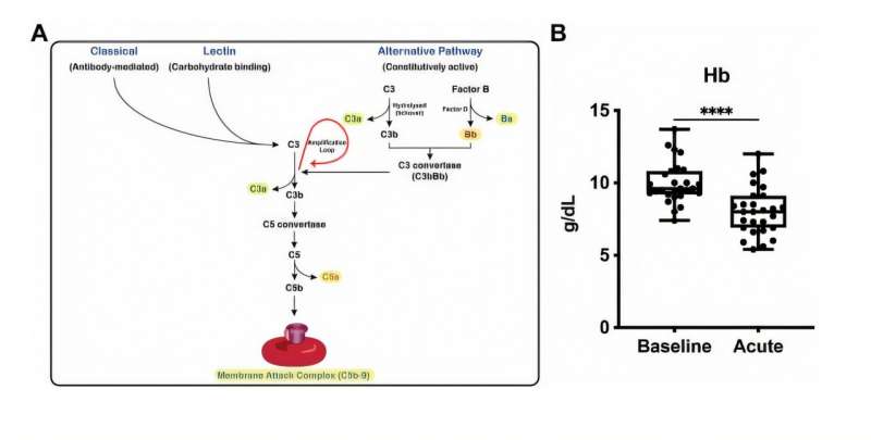 A potential therapeutic strategy could help prevent complications from sickle cell disease