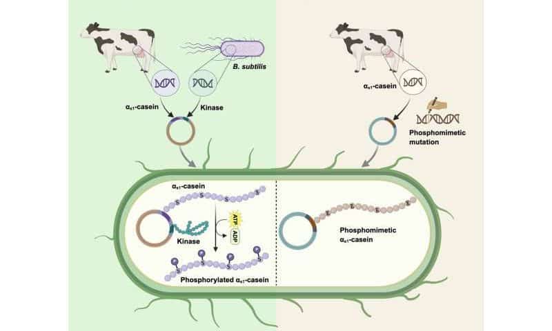 Real milk proteins, no cows: Engineered bacteria pave the way for vegan cheese and yogurt