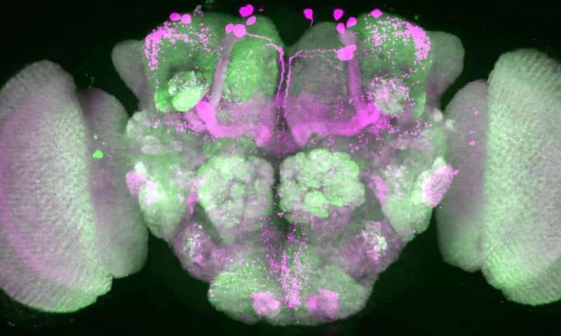 Sleeping flies that still manage to escape shed light on inhibitory neuronal networks