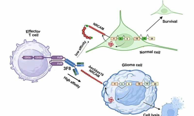 Missing messenger RNA fragments could be key to new immunotherapy for hard-to-treat brain tumors