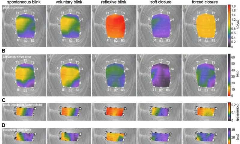 Study maps intricate muscle patterns behind blinking and eyelid movement