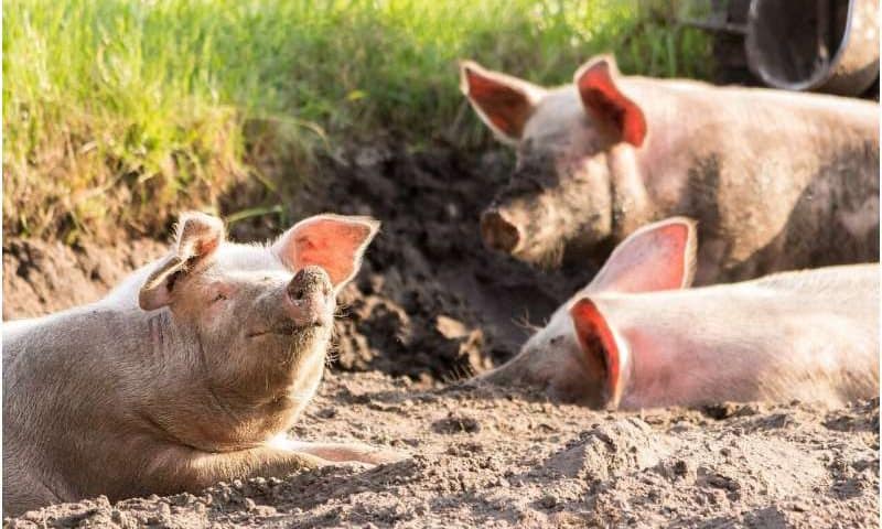 Three new African Swine Fever detection technologies revealed amid vaccine concerns