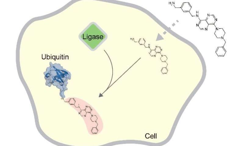 Ubiquitin’s ability to tag synthetic compounds offers new path to drug discovery