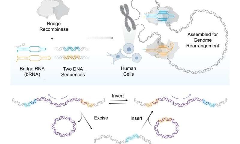 Bridge recombinases, optimized for human cells, enable massive programmable DNA rearrangements