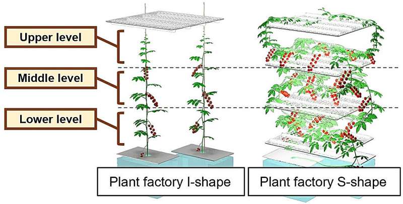 LEDs shed light on efficient tomato cultivation
