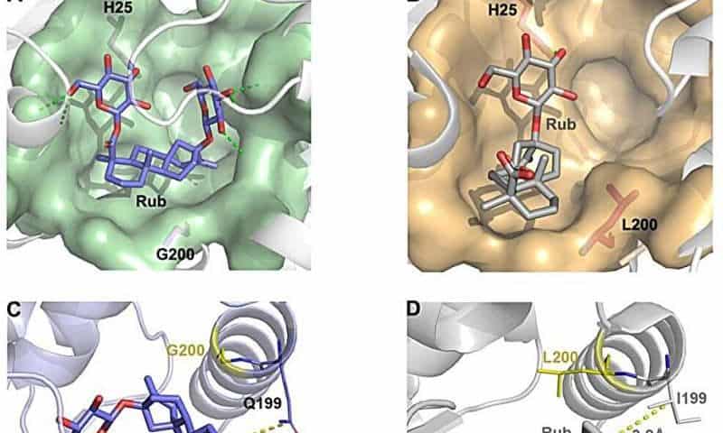 Key enzyme for high-value natural sweetener production identified and characterized