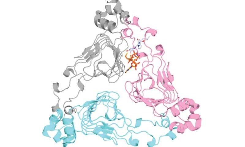 Synchrotron X-rays help identify promising candidate in the battle against antibiotic resistance