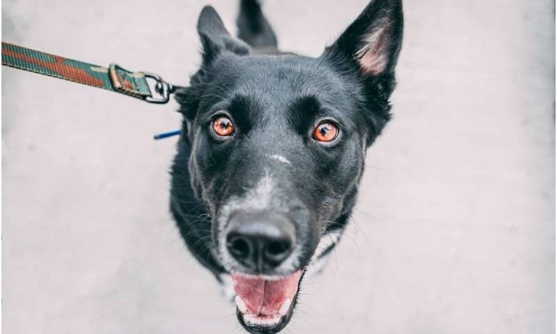 From barks to words: Researchers aim to translate dog sounds with AI