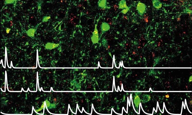 Eat, explore, rest: Leptin-sensing brain circuit helps overcome anxiety to meet vital needs