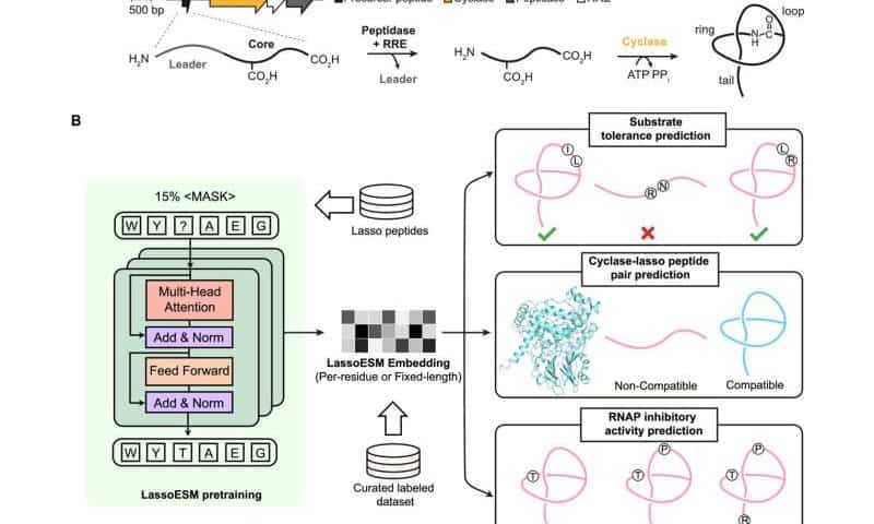 Learning the language of lasso peptides to improve peptide engineering