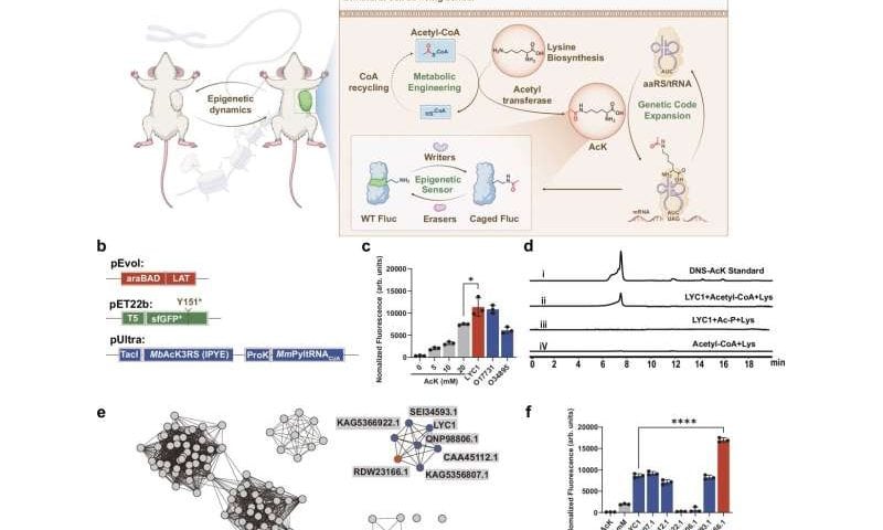 Glowing amino acid sensors track cellular changes as they happen