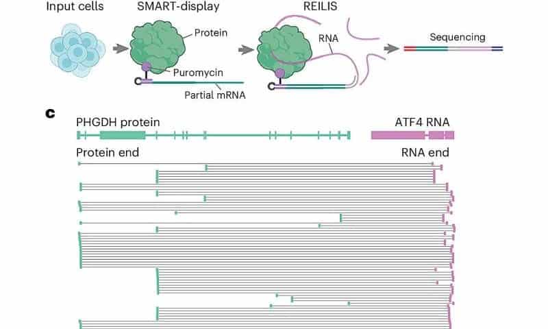 Mapping RNA-protein ‘chats’ could uncover new treatments for cancer and brain disease
