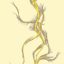 Meet your worm avatar: How microscopic worms are helping find new drugs for rare diseases