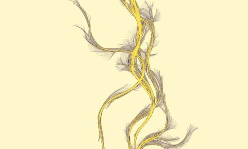 Meet your worm avatar: How microscopic worms are helping find new drugs for rare diseases