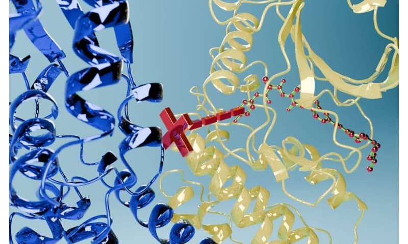 New druggable protein discovered in Leishmania parasites