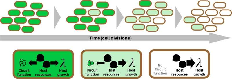 New method boosts protein production from engineered cells