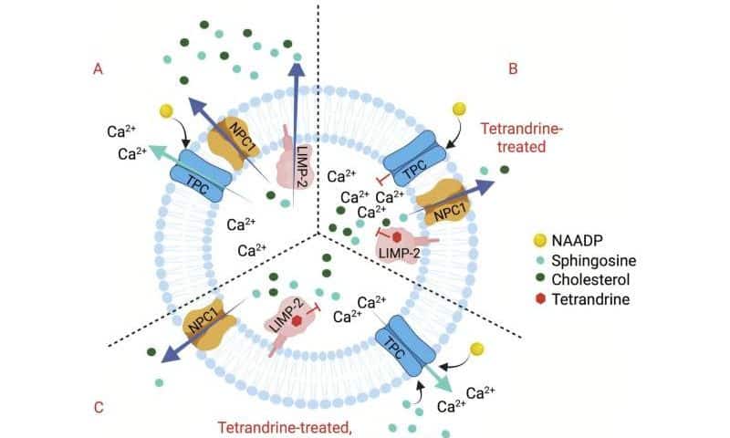 Chinese medicine extract tetrandrine’s precise mechanism of action opens new avenues for drug discovery