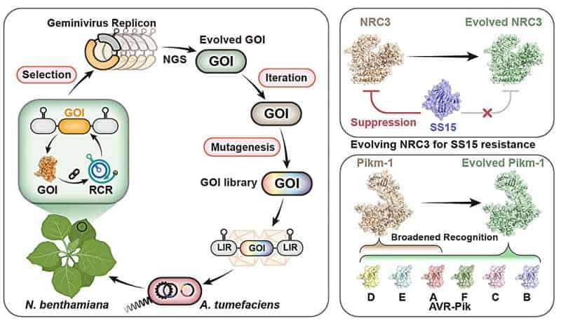 Rapid and scalable platform enables directed evolution in plant cells