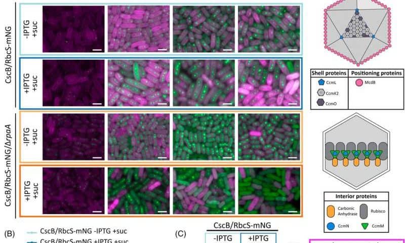 Scientists discover regulatory pathway behind cyanobacteria’s carbon-fixing factories