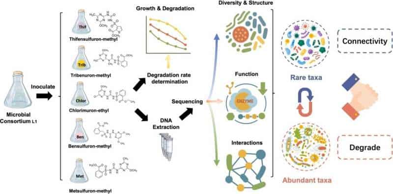 Scientists reveal mechanisms of synthetic microbial consortium for soil remediation