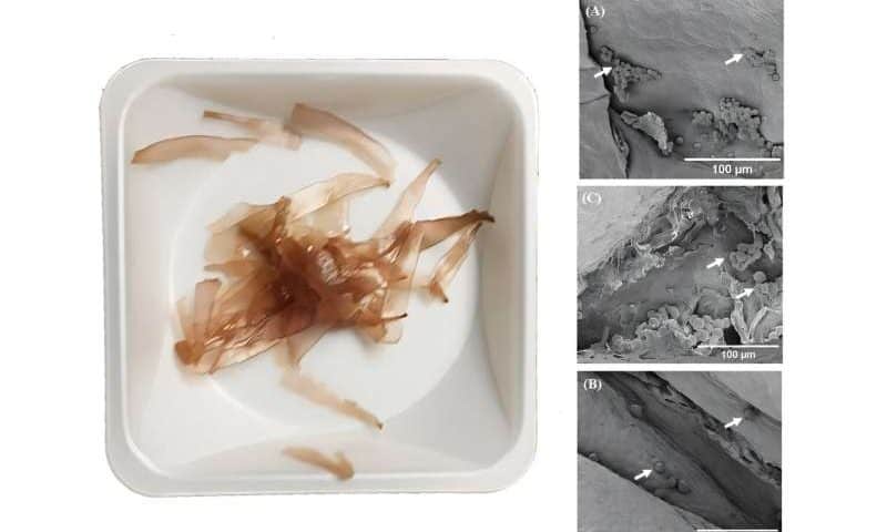 Seaweed makes for eco-friendly tissue scaffolds and reduces animal testing