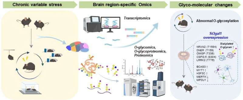 Tiny sugars in the brain disrupt emotional circuits, fueling depression