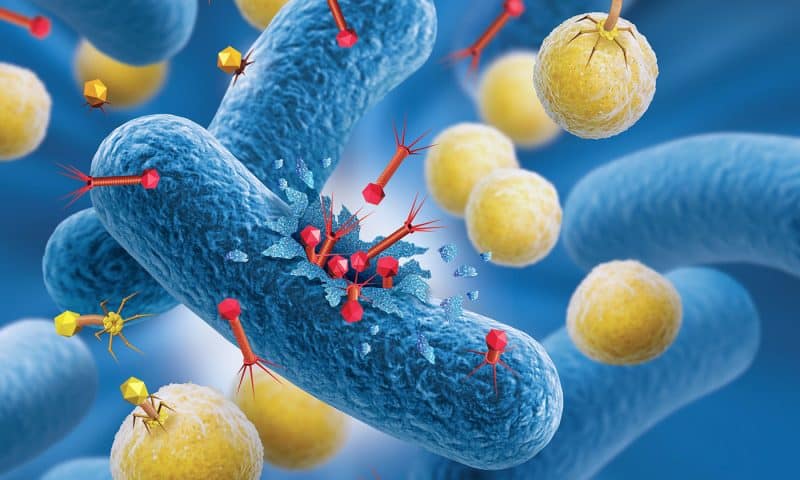 Bird Flu’s Human Risk Spurs Phage Therapy Research