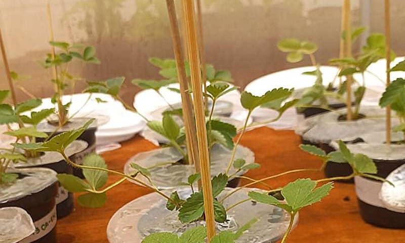 Biodegradable mulching film can protect plants without pesticides or plastics