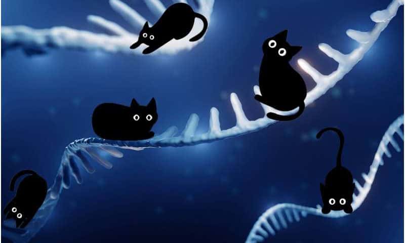 KATMAP: A new way to understand and predict gene splicing