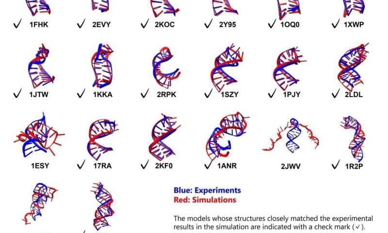 Molecular dynamics simulations use atomistic force field to capture RNA folding with high accuracy
